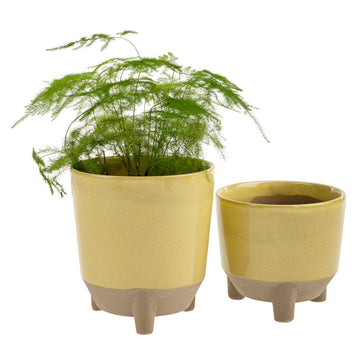 BOTANIST POT LEMON