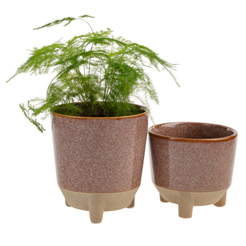 BOTANIST POT PLUM