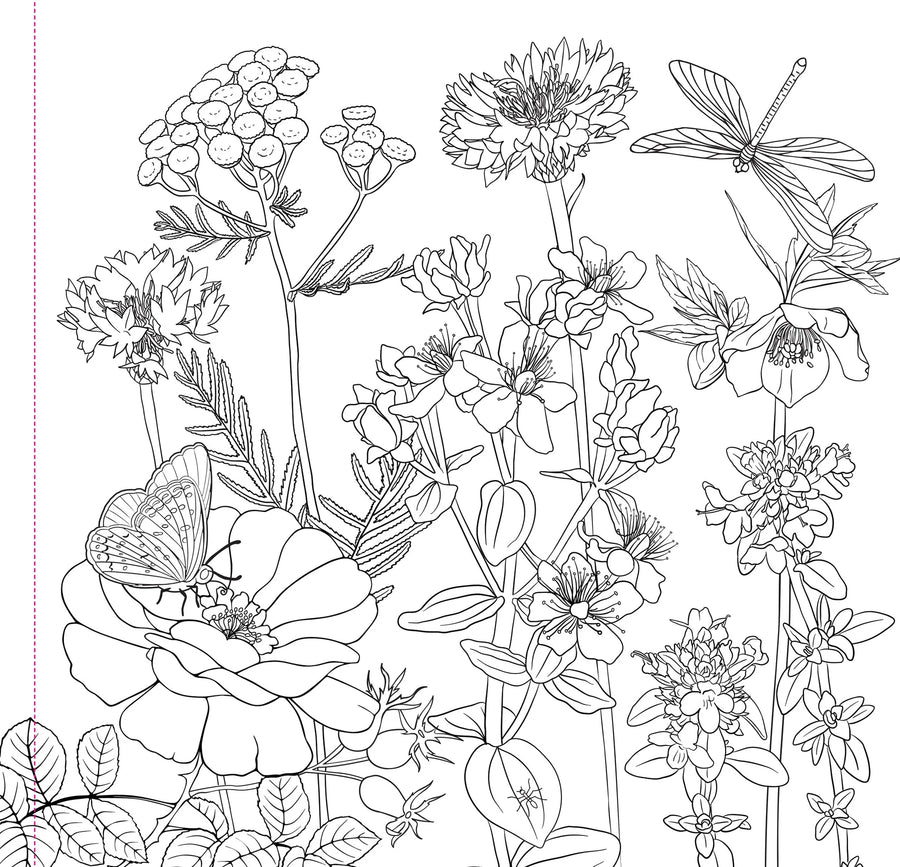 COLOR BOOK WILDFLOWERS