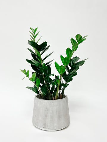 ZZ PLANT / CEMENT STYLE POT