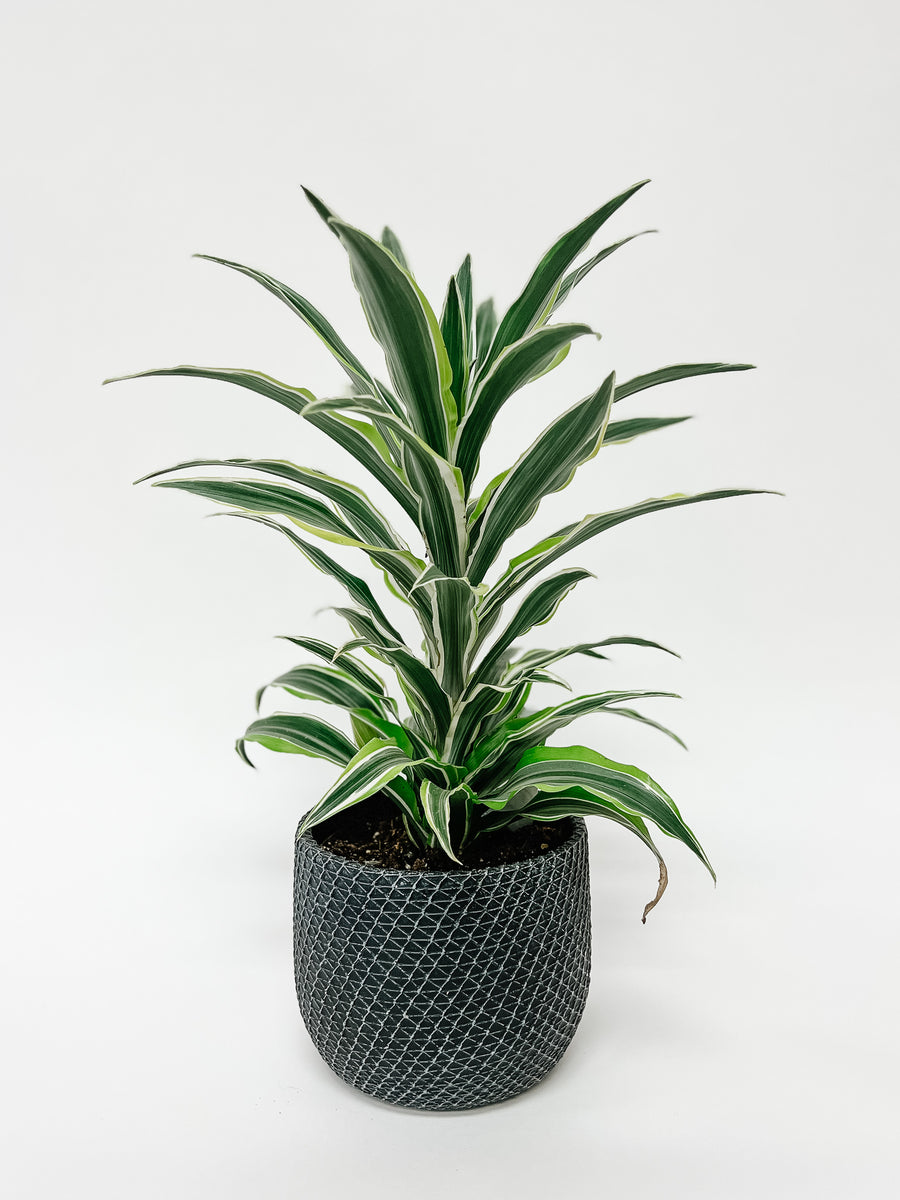 DRAGON TREE / MESH TEXTURED POT