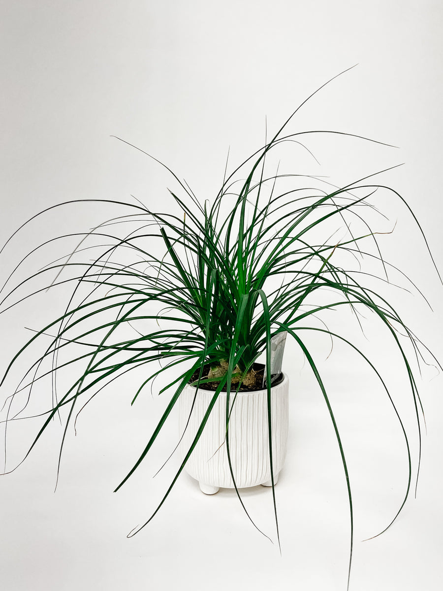 PONYTAIL PALM / WHITE POT WITH FEET