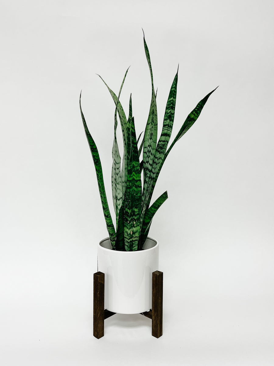 SNAKE PLANT / WHITE POT WITH STAND