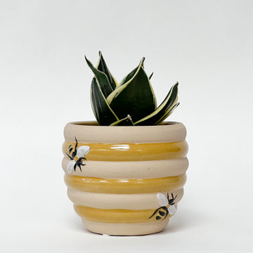 SNAKE PLANT BIRDSNEST IN BEEHIVE POT