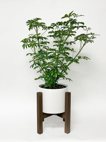 UMBRELLA TREE IN WHITE POT W/STAND