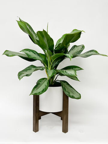 CHINESE EVERGREEN IN WHITE POT W/STAND