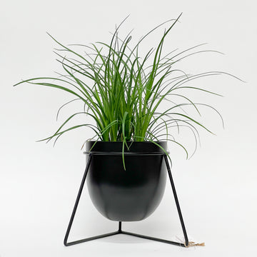 PONYTAIL PALM IN BLACK BULLET POT
