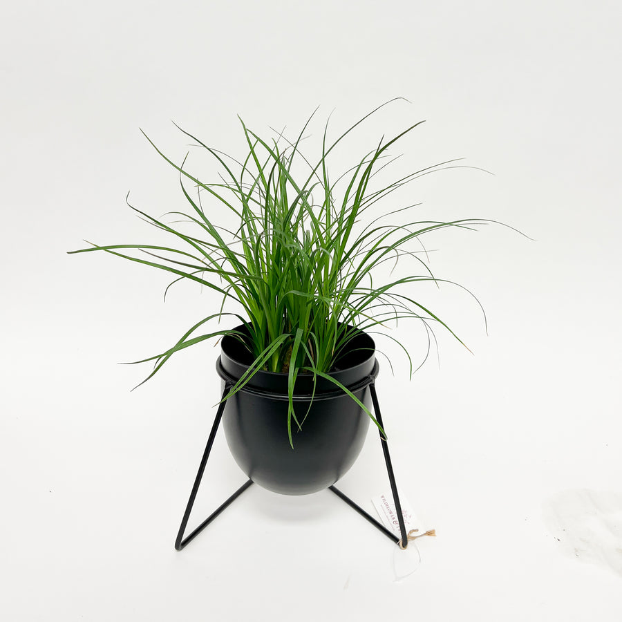 PONYTAIL PALM IN BLACK BULLET POT