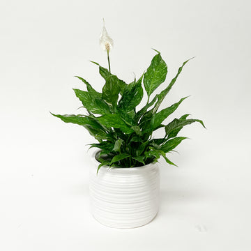 DOMINO PEACE LILY IN WHITE CERAMIC POT