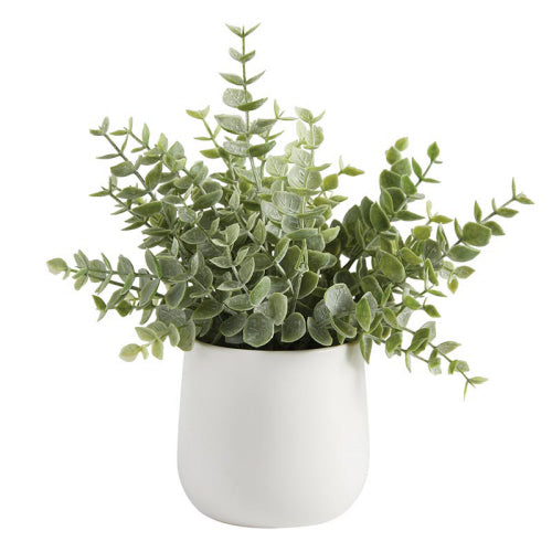EUCALYPTUS IN CERAMIC POT