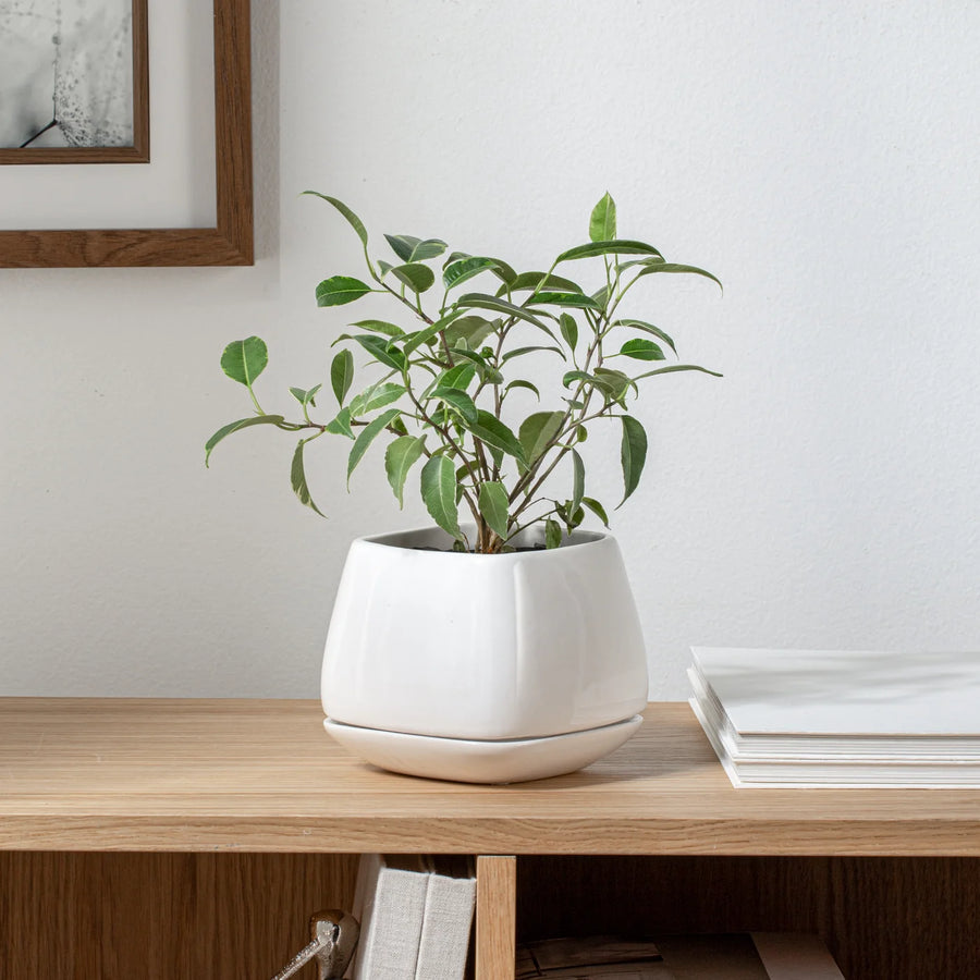 MOD CUBE 4.5