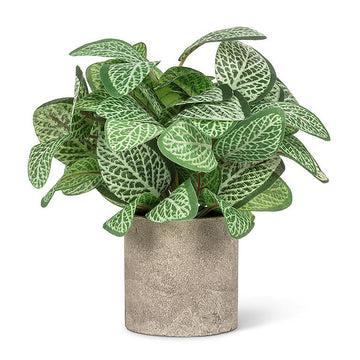 VARIGATED LEAF PLANT POT
