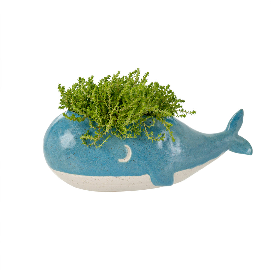 WHALE PLANTER, L