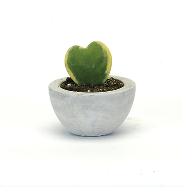 CONCRETE RIM BOWL