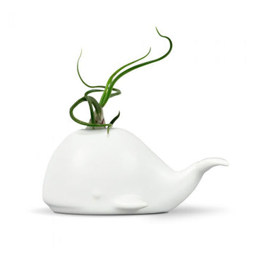 AIRPLANT HOLDER