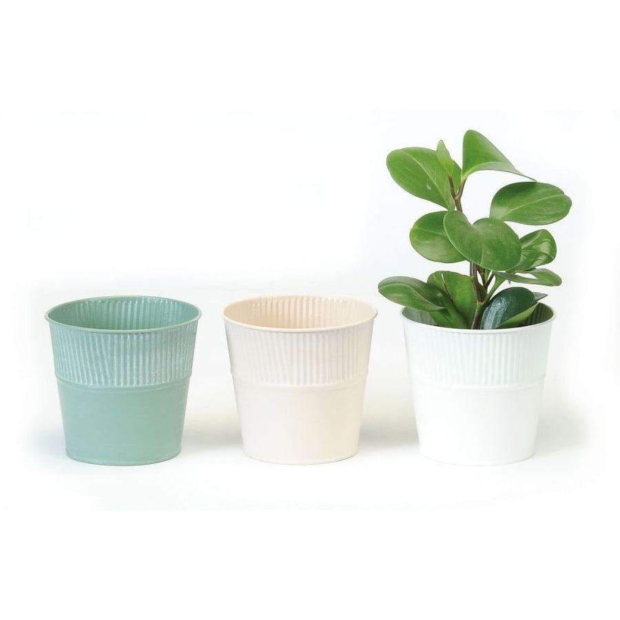 RIBBED TOP POTS SM