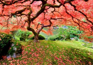 PUZZLE - JAPANESE MAPLE TREE