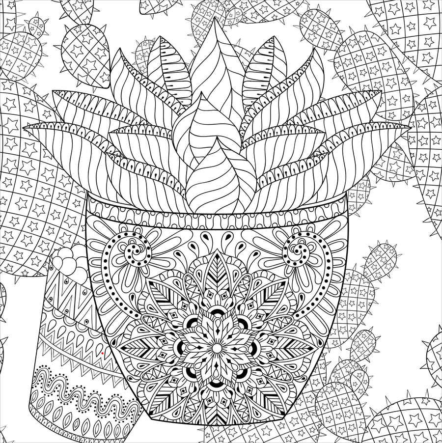 COLOR BOOK SUCCULENTS