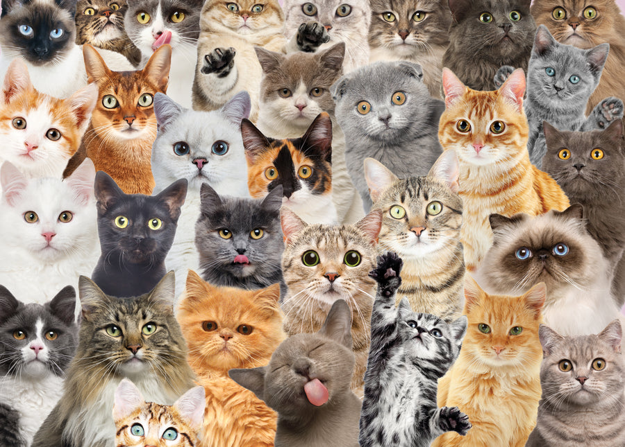 PUZZLE - ALL THE CATS