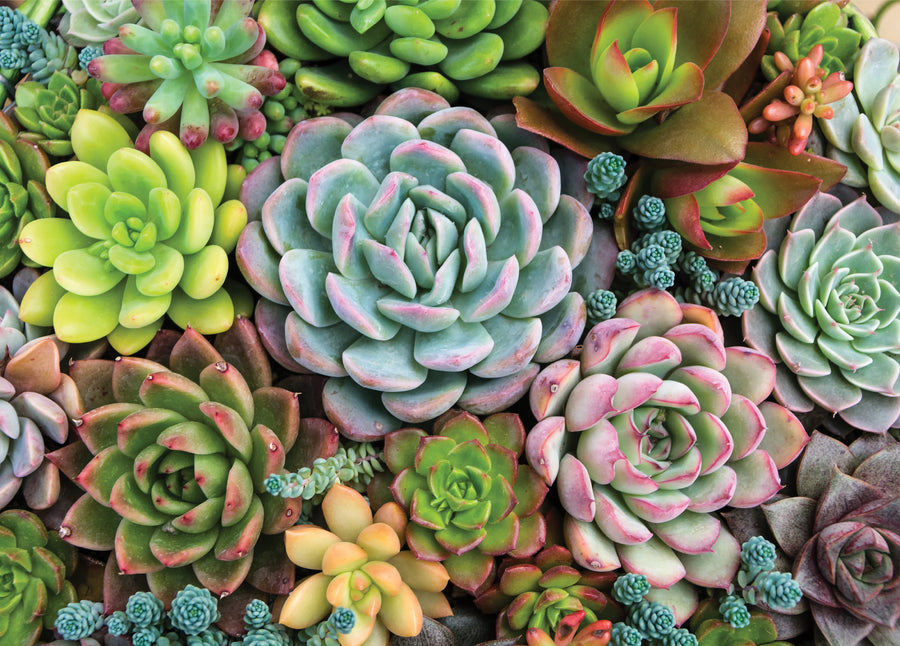 PUZZLE - SUCCULENT GARDEN