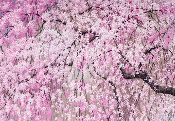 NOTE CARD - CHERRY BLOSSOMS