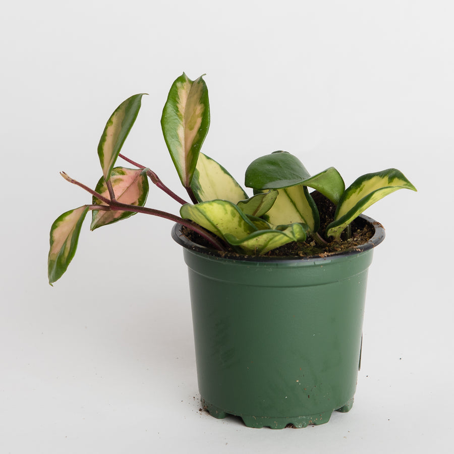 WAX PLANT HOYA CARNOSA - 4