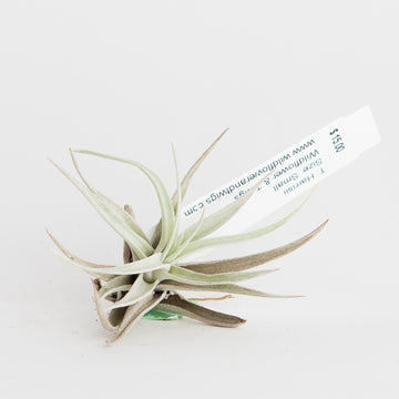 AIRPLANT - T. HARRISII - MED