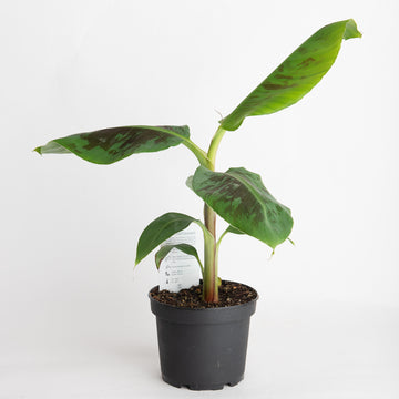 BANANA PLANT - 6