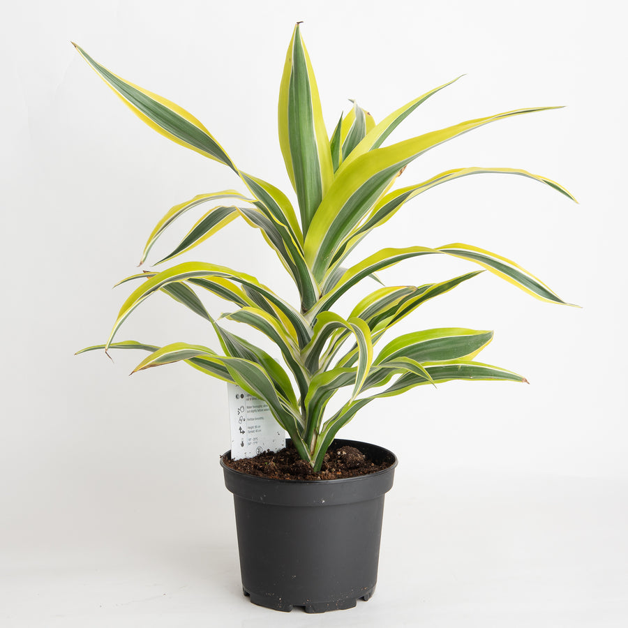 DRACAENA LEMON LIME - 6