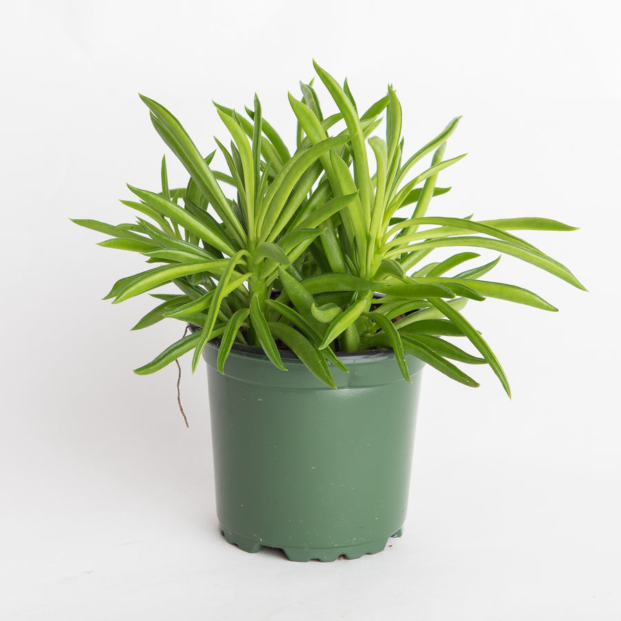 HAPPY BEAN PEPEROMIA - 4