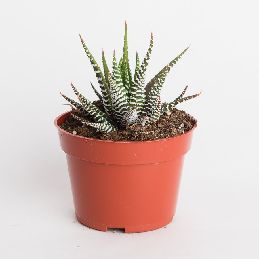 HAWORTHIA - 4