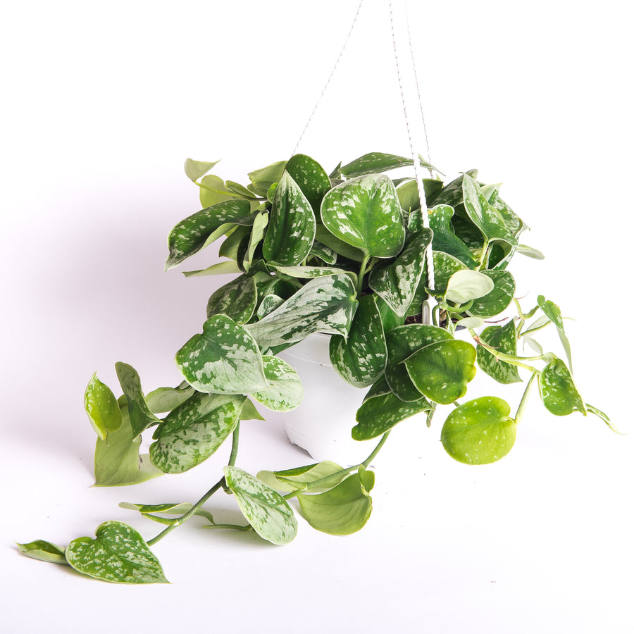 SILVER SATIN POTHOS - 6” HANGING POT