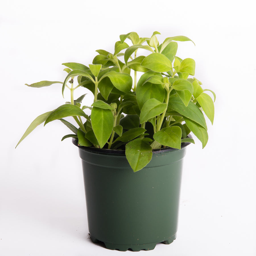 LIPSTICK PLANT - 4” POT