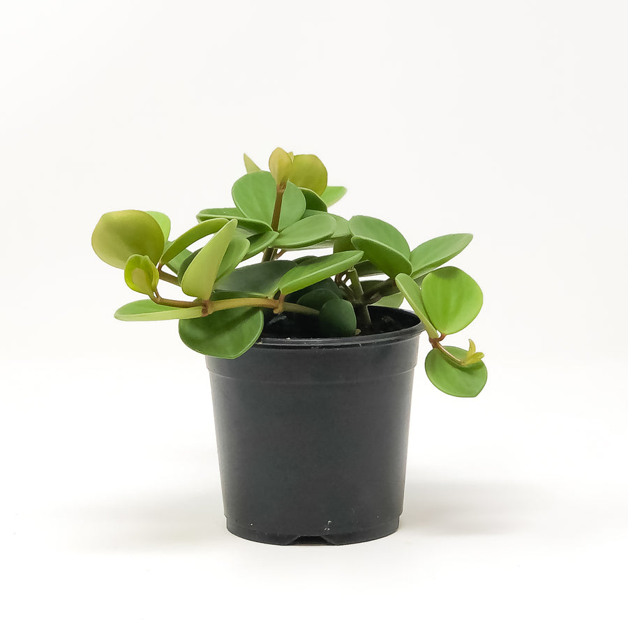 PEPEROMIA - HOPE - 4