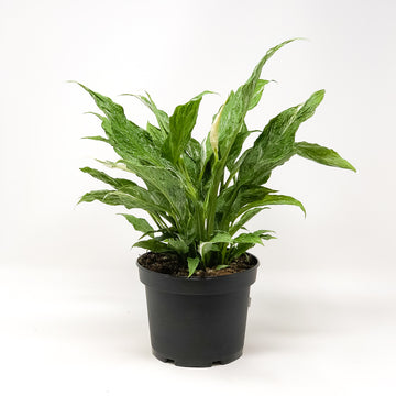 PEACE LILY DOMINO - 6