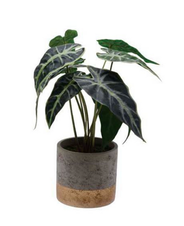 AFRICAN MASK PLANT