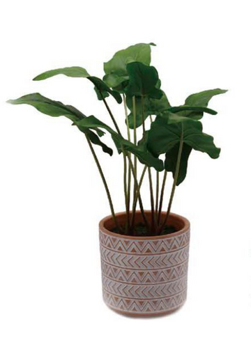 PHILO PLANT