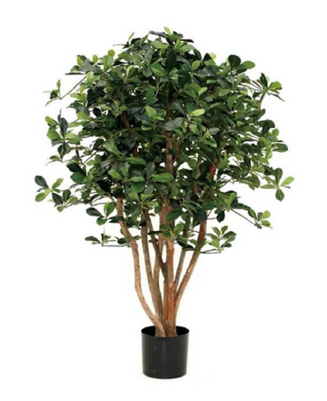 SCHEFFLERA PLANT