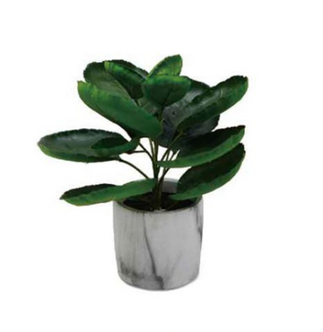 BAILEY PLANT