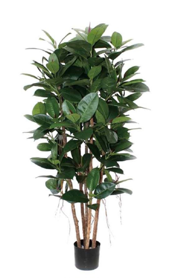 FICUS ELASTICA