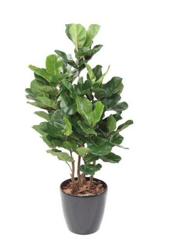 FIDDLE LEAF FIG TREE